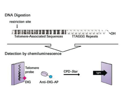 Набор TeloTAGGG Telomere Length Assay, для 50 измерений, -20 С, Roche